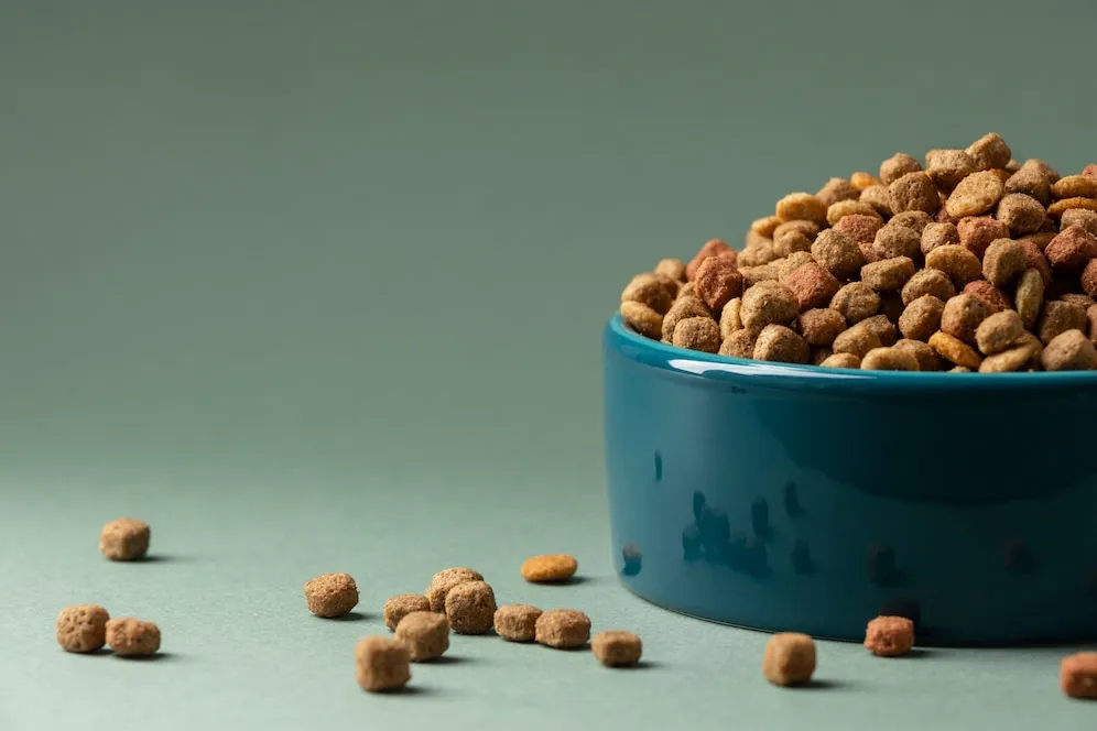 How Do I Calculate What to Feed My Dog?
