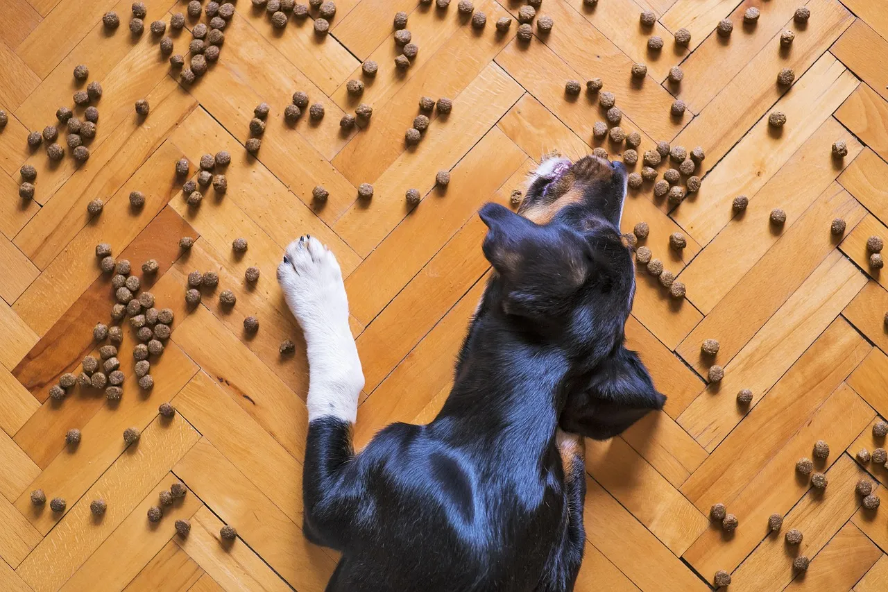 How to Choose the Right Food for Your Pet - A Comprehensive Guide How to Choose the Right Food for Your Pet