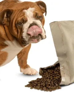 Bounce & Bella Aromatic Chicken & Veg Adult